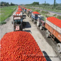 Pâte de tomate en conserve fraîche de 70 g à 4500 g